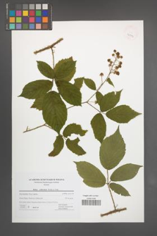 Rubus schleicheri [KOR 42719]