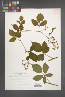 Rubus schleicheri [KOR 29452]