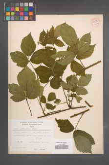 Rubus schleicheri [KOR 54386]