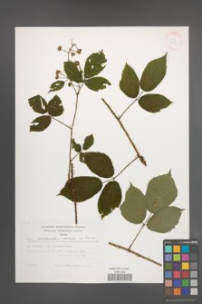 Rubus schleicheri [KOR 29495]