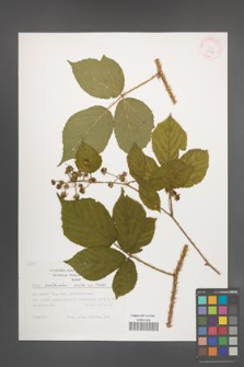 Rubus schleicheri [KOR 29479]