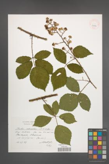 Rubus schnedleri [KOR 39084]