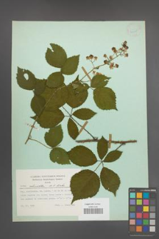 Rubus schnedleri [KOR 24365]