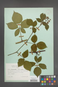 Rubus schnedleri [KOR 23846]