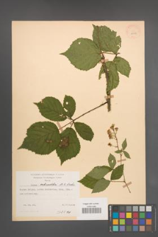 Rubus schnedleri [KOR 22973]