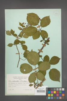Rubus schnedleri [KOR 23845]