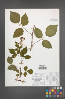 Rubus schnedleri [KOR 52101]