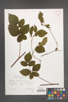 Rubus scissus [KOR 39104]