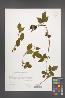 Rubus scissus [KOR 39032]