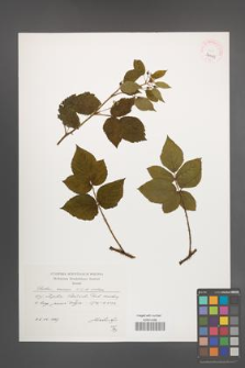 Rubus scissus [KOR 39103]