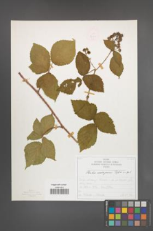 Rubus seebergensis [KOR 50024]