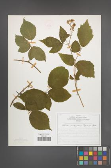 Rubus seebergensis [KOR 50022]