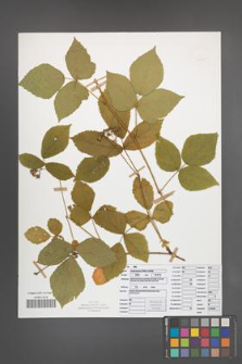 Rubus seebergensis [KOR 50021]