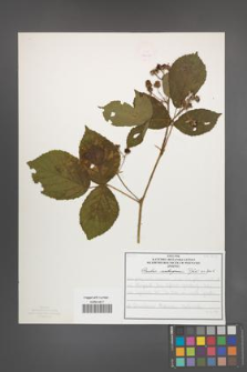 Rubus seebergensis [KOR 50037]