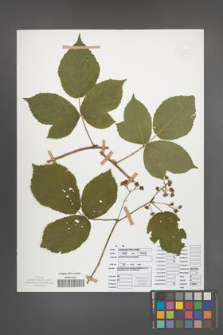 Rubus seebergensis [KOR 50041]
