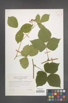 Rubus seebergensis [KOR 29983]