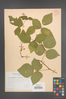 Rubus seebergensis [KOR 54438]