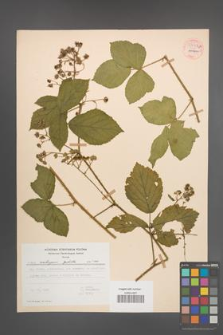 Rubus seebergensis [KOR 54437]