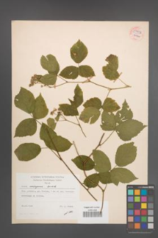 Rubus seebergensis [KOR 54436]