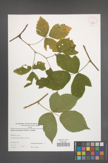 Rubus seebergensis [KOR 39017]