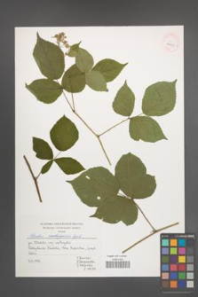 Rubus seebergensis [KOR 39995]