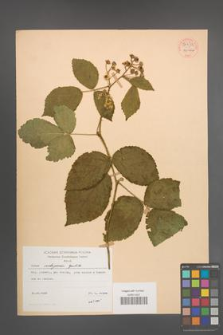 Rubus seebergensis [KOR 54431]