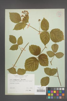 Rubus seebergensis [KOR 54430]