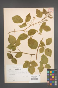 Rubus seebergensis [KOR 54429]