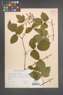 Rubus seebergensis [KOR 54428]