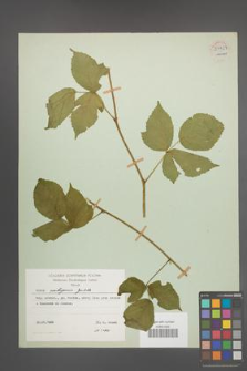 Rubus seebergensis [KOR 54427]