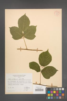 Rubus seebergensis [KOR 54426]