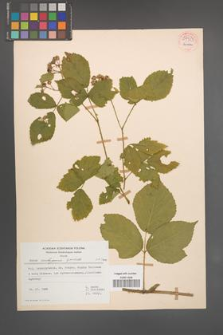 Rubus seebergensis [KOR 54423]