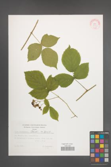 Rubus seebergensis [KOR 32380]