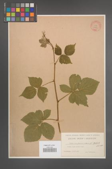 Rubus seebergensis [KOR 10645]