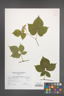 Rubus seebergensis [KOR 45990]