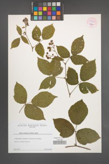 Rubus seebergensis [KOR 54421]
