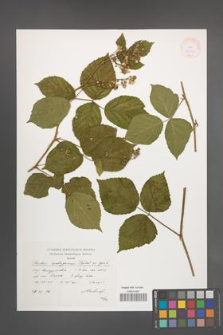 Rubus seebergensis [KOR 38302]
