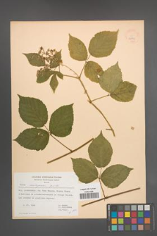 Rubus seebergensis [KOR 32892]