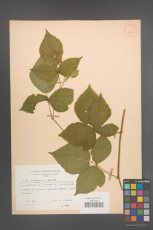Rubus seebergensis [KOR 27981]