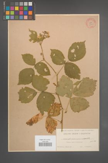 Rubus seebergensis [KOR 10619]