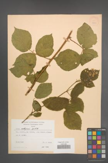 Rubus seebergensis [KOR 27982]