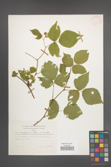 Rubus seebergensis [KOR 24803]
