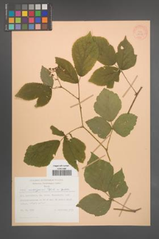 Rubus seebergensis [KOR 28058]
