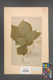 Rubus seebergensis [KOR 54884]