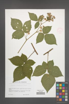 Rubus sendtneri [KOR 51778]