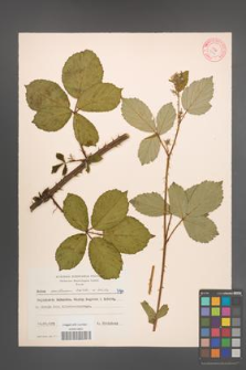 Rubus senticosus [KOR 7194]