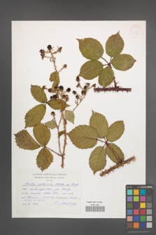 Rubus senticosus [KOR 32880]