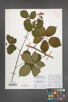 Rubus senticosus [KOR 52131]