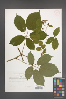 Rubus siemianicensis [KOR 32410]