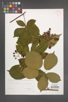 Rubus siemianicensis [KOR 32421]